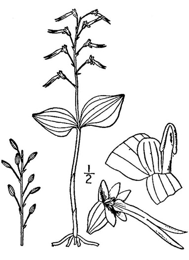 image of Neottia bifolia, Southern Twayblade