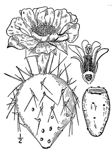 drawing of Opuntia mesacantha ssp. mesacantha, Eastern Prickly Pear
