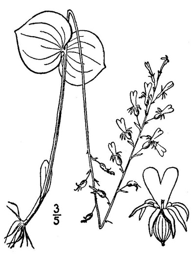 drawing of Listera smallii, Kidneyleaf Twayblade, Appalachian Twayblade, Small's Twayblade