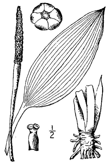 drawing of Orontium aquaticum, Golden Club, Never-wet, Bog Torches