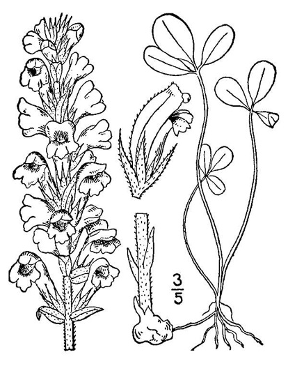 image of Orobanche minor, Lesser Broomrape, Small Broomrape