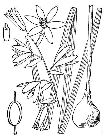 drawing of Ornithogalum nutans, Drooping Star-of-Bethlehem