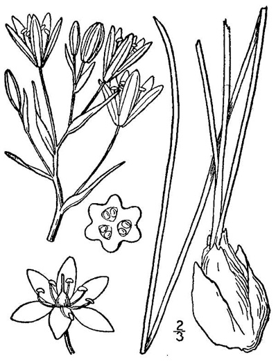 drawing of Ornithogalum umbellatum, Garden Star-of-Bethlehem, Snowflake, Nap-at-noon