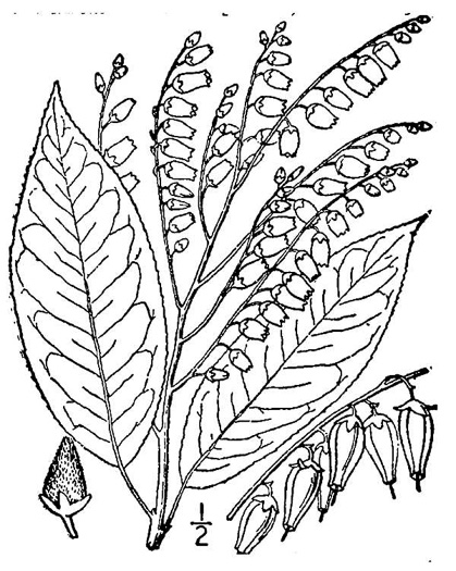 drawing of Oxydendrum arboreum, Sourwood, Sorrel-tree
