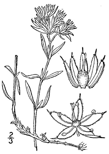 drawing of Paronychia argyrocoma, Silverling, Silver Whitlow-wort, Silvery Nailwort