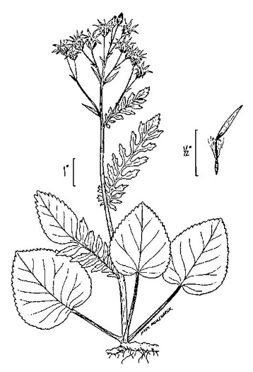 drawing of Packera aurea, Golden Ragwort, Heartleaf Ragwort, Golden Groundsel