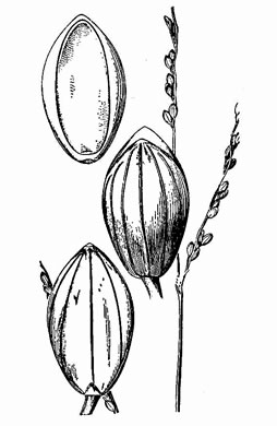 image of Paspalum bifidum, Pitchfork Paspalum, Pitchfork Crowngrass