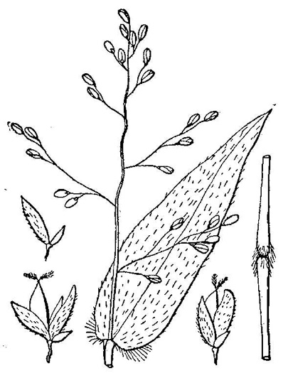 image of Dichanthelium boscii, Bosc's Witchgrass
