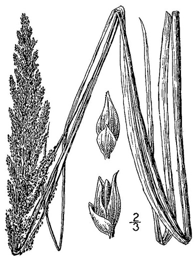 image of Coleataenia rigidula ssp. condensa, Dense Panicgrass