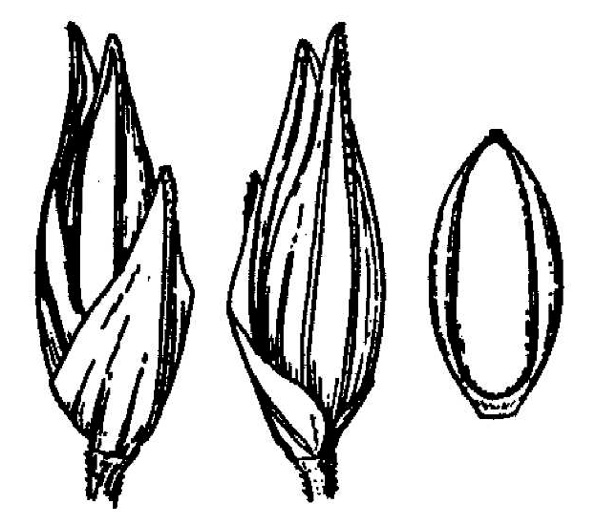 image of Coleataenia rigidula ssp. condensa, Dense Panicgrass