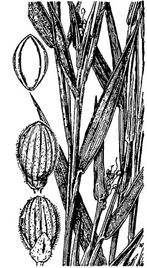 image of Dichanthelium columbianum, American Witchgrass