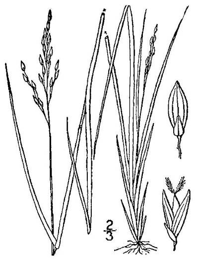 image of Dichanthelium depauperatum, Starved Witchgrass