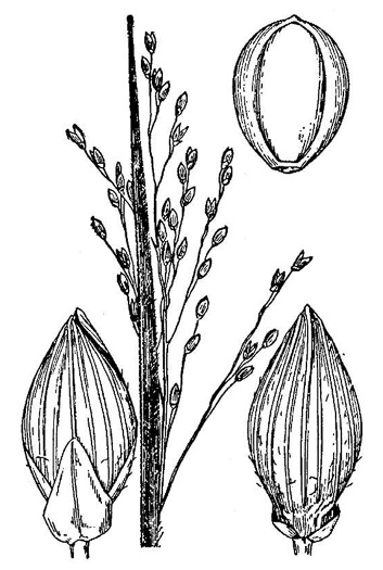 drawing of Dichanthelium depauperatum, Starved Witchgrass