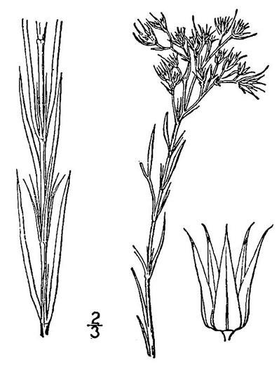 image of Paronychia virginica, Yellow Nailwort, Virginia Whitlow-wort