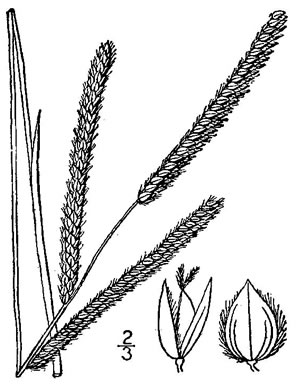 image of Paspalum dilatatum ssp. dilatatum, Dallis-grass
