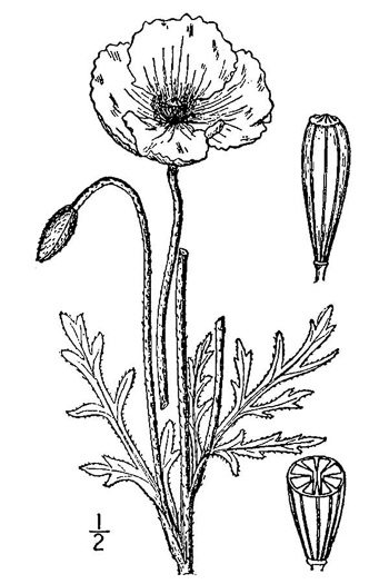 drawing of Papaver dubium, Long-headed Poppy, Blind Eyes