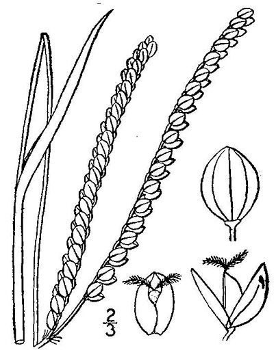 drawing of Paspalum floridanum, Florida Paspalum, Big Paspalum
