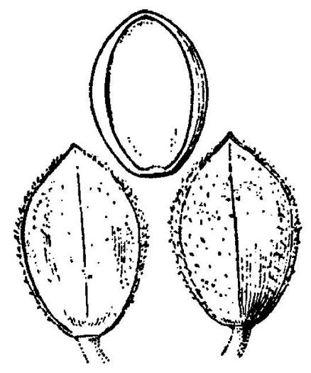 image of Paspalum setaceum var. ciliatifolium, Fringeleaf Paspalum, thin paspalum
