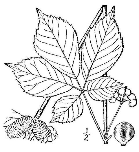 drawing of Panax quinquefolius, American Ginseng, Sang