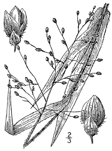 drawing of Dichanthelium ravenelii, Ravenel's Witchgrass