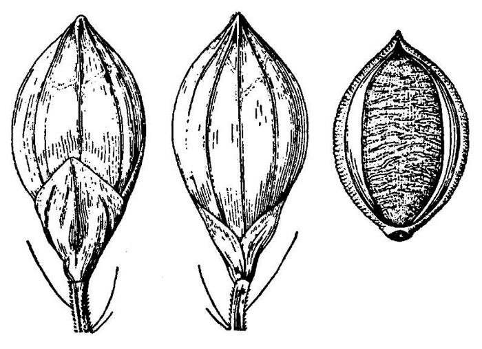 image of Urochloa ramosa, Browntop Millet, Dixie Signalgrass