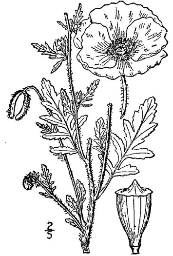 drawing of Papaver rhoeas, Corn Poppy, Field Poppy, Red Poppy, Flanders Poppy