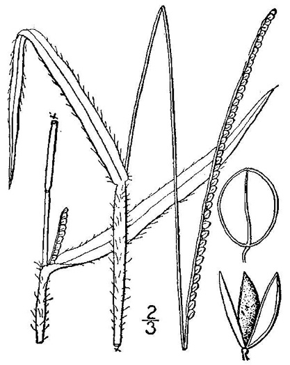 image of Paspalum setaceum var. ciliatifolium, Fringeleaf Paspalum, thin paspalum