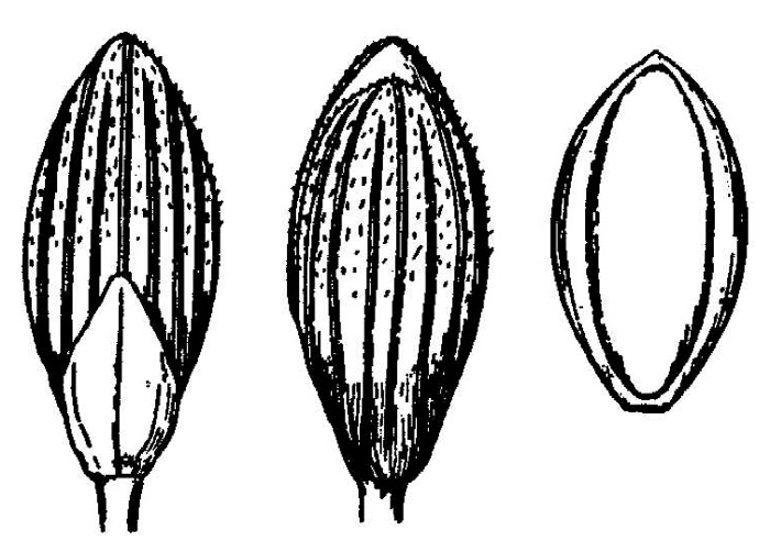 image of Dichanthelium sphagnicola, Peaty Witchgrass