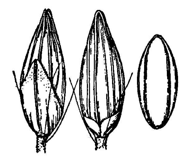 image of Coleataenia tenera, Southeastern Panicgrass