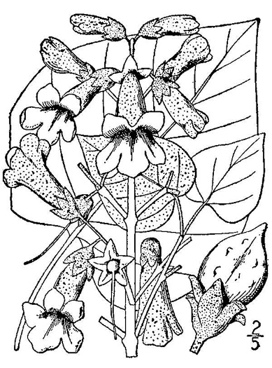 drawing of Paulownia tomentosa, Princess Tree, Empress Tree, Royal Paulownia
