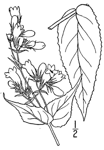 drawing of Penstemon calycosus, Longsepal Beardtongue