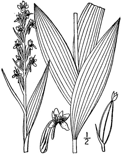 image of Platanthera flava, Tubercled Orchid, Southern Rein Orchid, Southern Gypsy-spike
