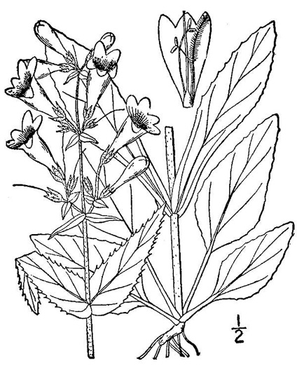 drawing of Penstemon hirsutus, Northeastern Beardtongue, Hairy Beardtongue