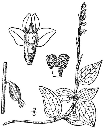 image of Goodyera repens, Lesser Rattlesnake-orchid, Lesser Rattlesnake-plantain