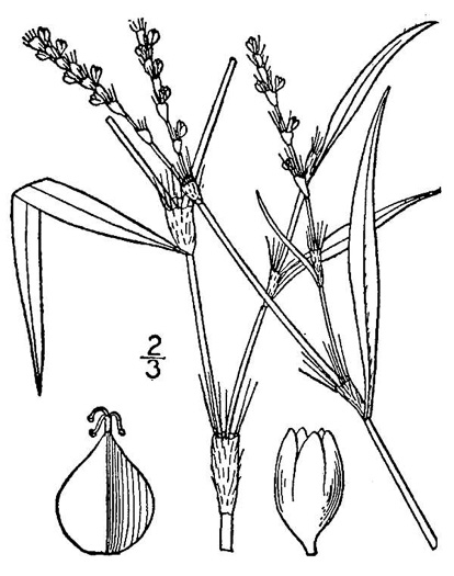 image of Persicaria hydropiperoides, Mild Waterpepper, Swamp Smartweed