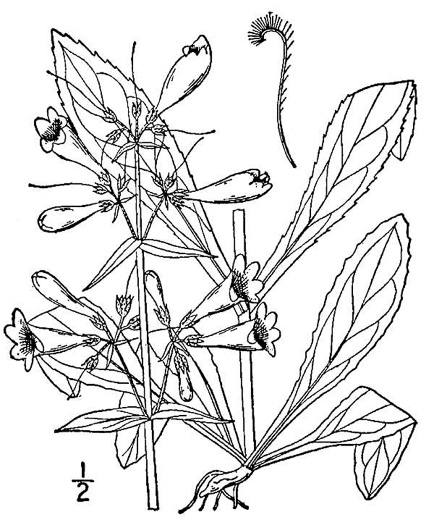 drawing of Penstemon laevigatus, Smooth Beardtongue, Eastern Beardtongue, Eastern Smooth Beardtongue