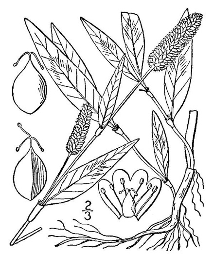 drawing of Persicaria maculosa, Spotted Lady's-thumb, Heart's-ease