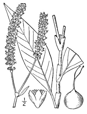 image of Persicaria densiflora, Dense-flower Smartweed