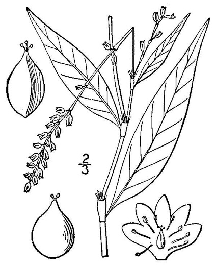 drawing of Persicaria punctata, Dotted Smartweed