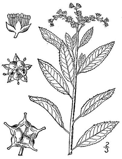 drawing of Penthorum sedoides, Ditch-stonecrop, American Penthorum, Marsh-stonecrop