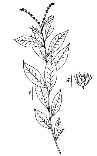 image of Penthorum sedoides, Ditch-stonecrop, American Penthorum, Marsh-stonecrop