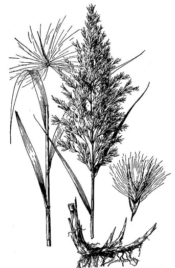 drawing of Phragmites australis, Common Reed