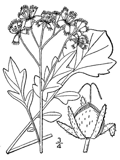drawing of Phacelia fimbriata, Fringed Phacelia, Blue Ridge Phacelia