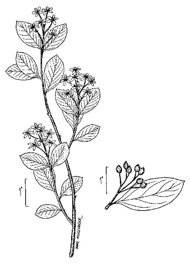 image of Aronia melanocarpa, Black Chokeberry