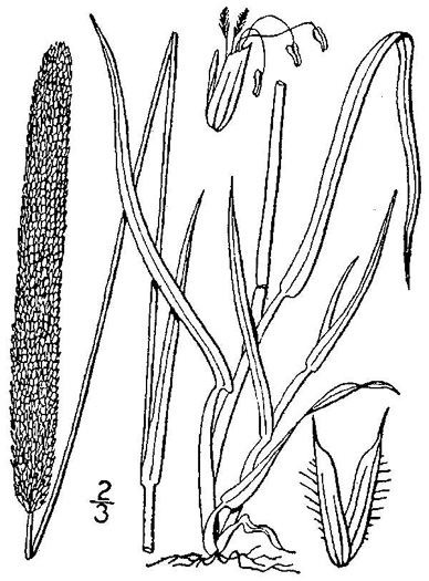 image of Phleum pratense ssp. pratense, Timothy