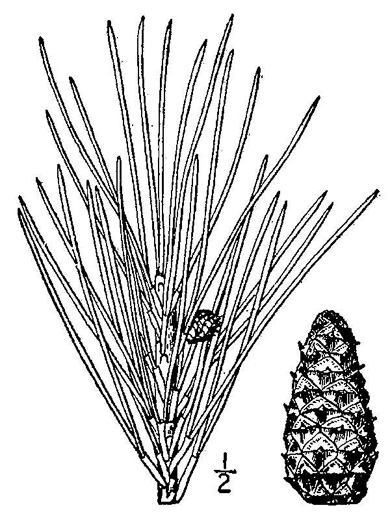 drawing of Pinus echinata, Shortleaf Pine, Yellow Pine, Rosemary Pine