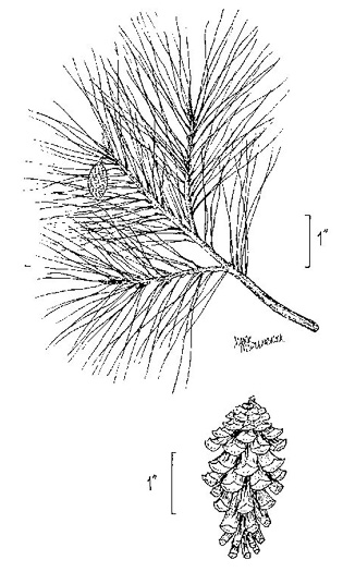 drawing of Pinus glabra, Spruce Pine, Walter's Pine
