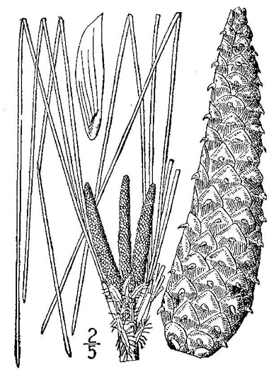 drawing of Pinus palustris, Longleaf Pine, Georgia Pine, Southern Pine