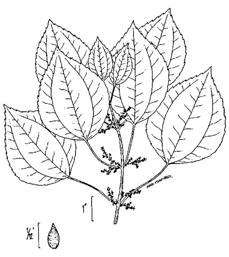 drawing of Pilea pumila, Greenfruit Clearweed, Richweed, Coolwort, Canadian Clearweed