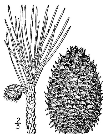 drawing of Pinus pungens, Table Mountain Pine, Bur Pine, Hickory Pine, Prickly Pine